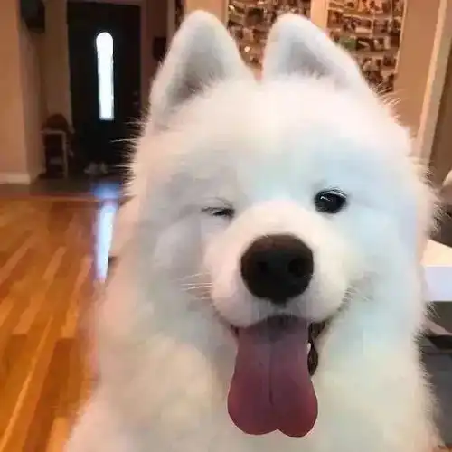 中国也有翅膀应龙山海经
