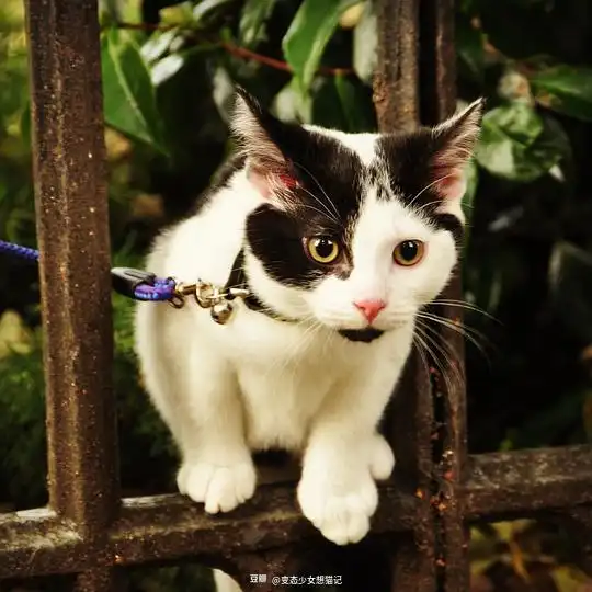 变态少女想猫记的相册这个臭猫
