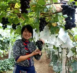 第29届大泽山葡萄节9月1日开幕3.5万亩葡萄等你来摘
