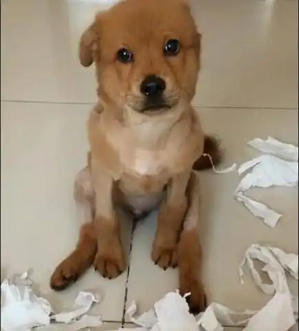 狗狗身兼数职,不仅会二哈的拆家,还会金毛的卖萌
