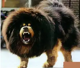 纯种狼头藏敖犬图片
