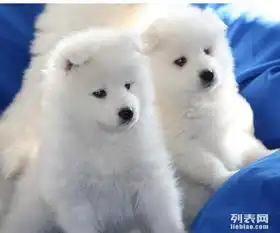 纯种宠物狗狗萨摩耶幼犬出售本地可自提
