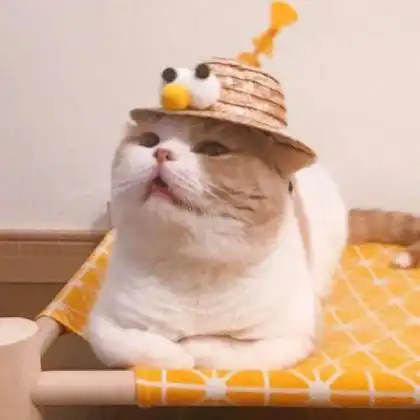 两只猫咪图片情侣头像,最适合都喜欢小猫的情侣了
