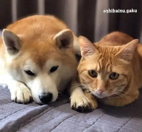 柴犬好友不幸离世,一直闷闷不乐的它,直至遇到这只猫才恢复笑容
