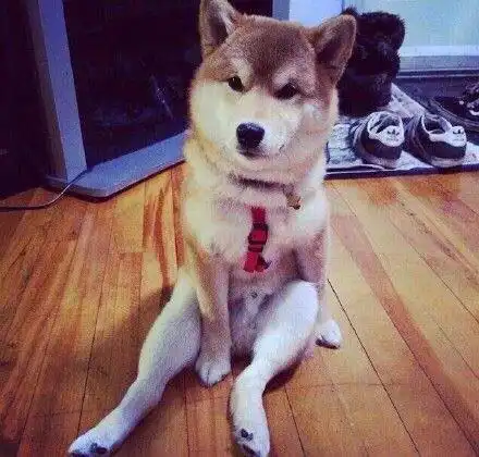 同志们小散狗的婆娘己躺下腿己张开,大家不要急一个一个来,
