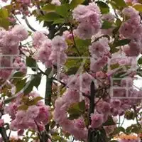 樱花樱花树图片及价格成都市温江区金林花木营销专业合作社
