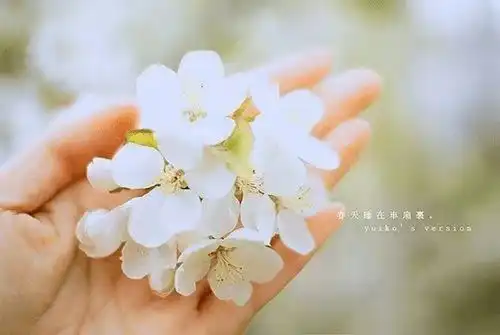 淡淡的生活,慢慢的老去
