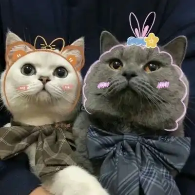 池乔爬爬可爱橘色猫猫情头自加情侣头像我要个性网
