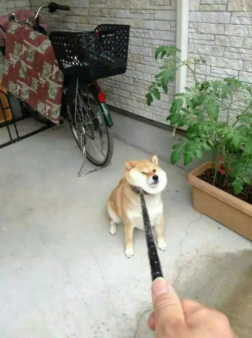 求女生和狗的情头,一张是女生拉着狗链,另一张是狗往后缩脖子
