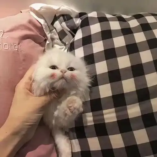 头像如果你也爱我
