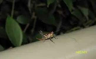 special草蜢
