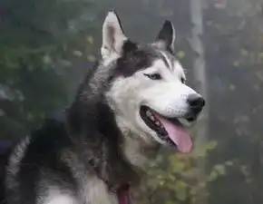 二哈当警犬,这我笑了一天
