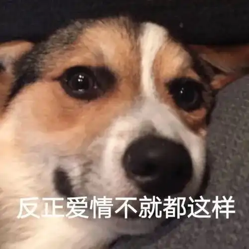 表情包渴望红包的我
