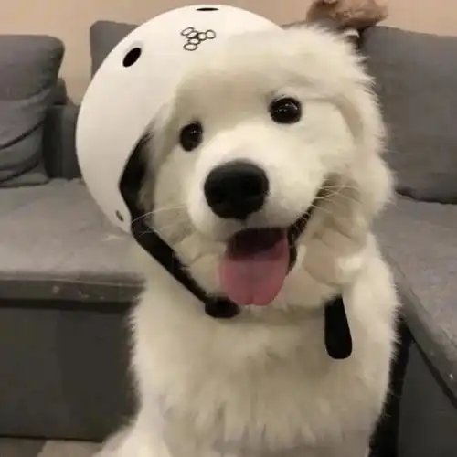 狗狗感冒怎么办该吃什么药记好备用
