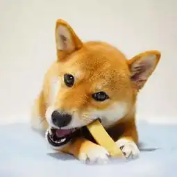 活得不如狗,连拍照都不如它会摆pose
