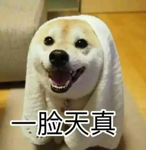 爱拆家的狗子大盘点,谁榜上有名
