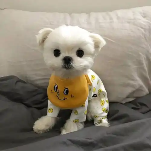 造型超多的马尔济斯犬,你们说万圣节穿哪件好呢
