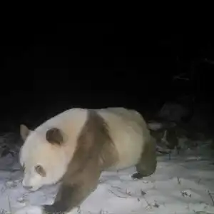 关注再次发现棕色大熊猫

