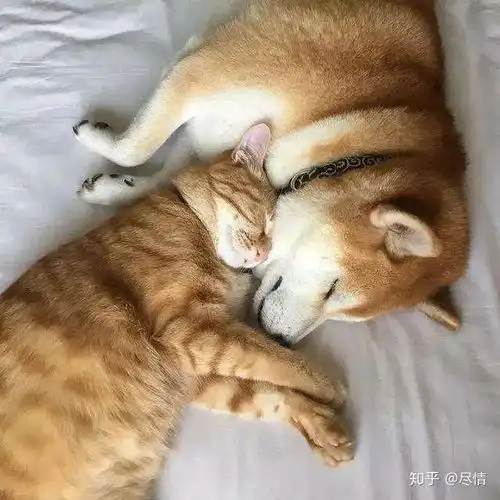 想要买一猫一狗,买什么品种的猫咪和狗狗好
