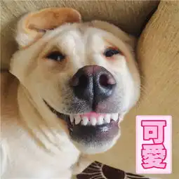 想体验被自己狗子气哭是什么感觉吗拉布拉多来帮你
