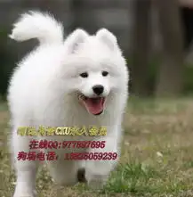 标题东莞哪里有卖纯种萨摩耶幼犬可比狗场出售健康萨摩耶小狗
