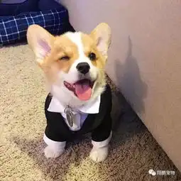 训练犬坐下
