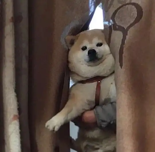 步步的相册小动物照片

