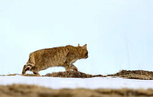 中国特有的荒漠猫现身祁连山,母猫怀孕后独居,霸占旱獭的洞生崽
