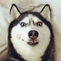 二哈犯傻头像高清微信头像图片大全
