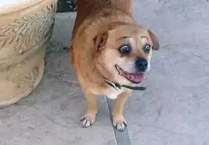 当狗被画上眉毛,整张脸更有思想了
