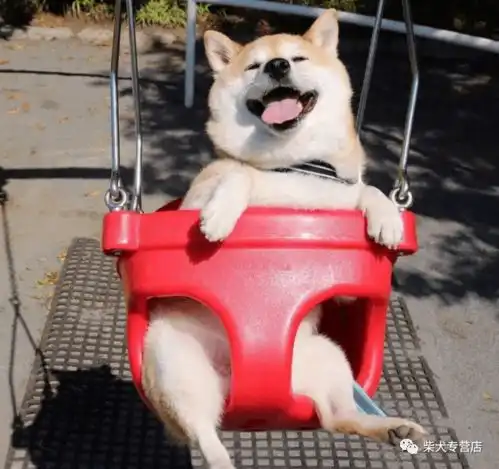 养柴犬是公的好还是母的好看了就有数了公狗
