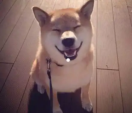 这只日本柴犬笑起来真是萌爆了.....
