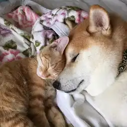 柴犬和橘猫一见钟情,陪伴终老这是爱情最美的模样

