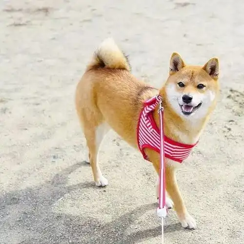 活得不如狗,连拍照都不如它会摆pose
