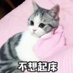 吸引人的卖萌动物带字头像可爱猫咪没心没肺才不会撕心裂肺
