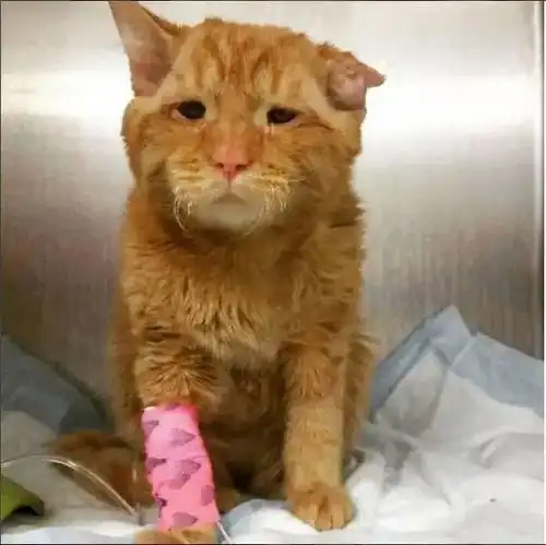 凶残猫咪将被安乐只因为我没人要,就不能活吗
