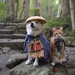 是谁说大黄狗和秋田柴犬一模一样的,给我站出来
