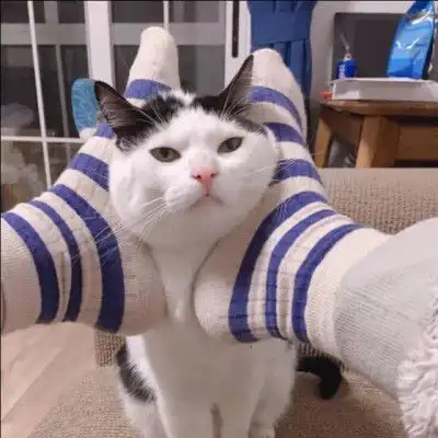 可爱猫头像萌萌哒图片高清超萌小奶猫头像
