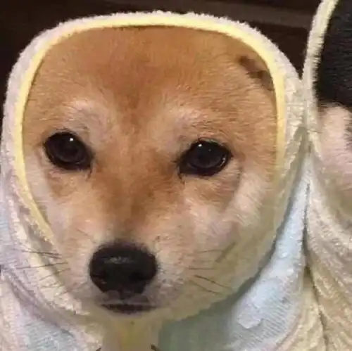 那就在一起,晨昏与四季动物情侣头像
