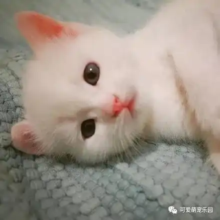 喵星人的战斗,谁才是最后的赢家呢
