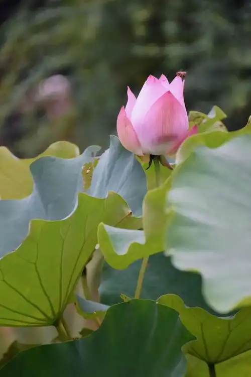 炎炎夏日里,杨浦高校的荷花美若画卷
