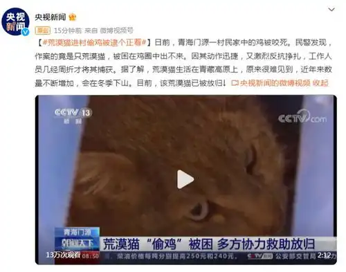 荒漠猫进村偷鸡被困,多方协力救助放归
