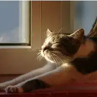 猫咪qq头像大全不同风格的猫王头像
