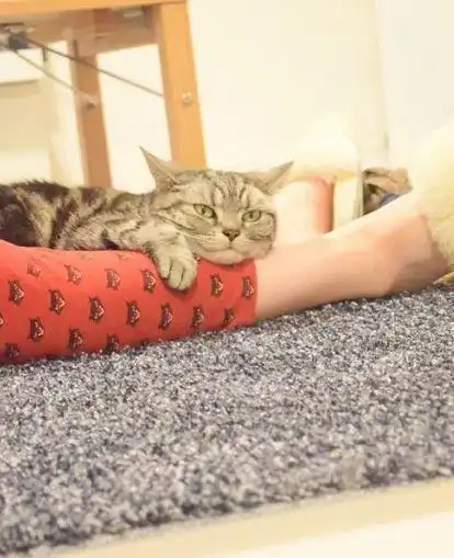 猫咪绝技就是抱大腿,顺着腿钻进主人衣服,猫咪大佬求带
