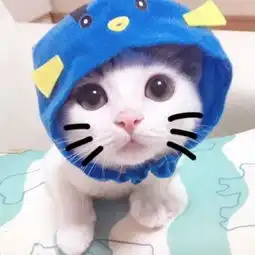 微信动物头像小猫咪可爱超萌长肉这事有种冲胸来啊
