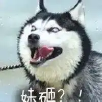 自从家里多了一只狗狗,那一刻二哈的画风就开始不对了
