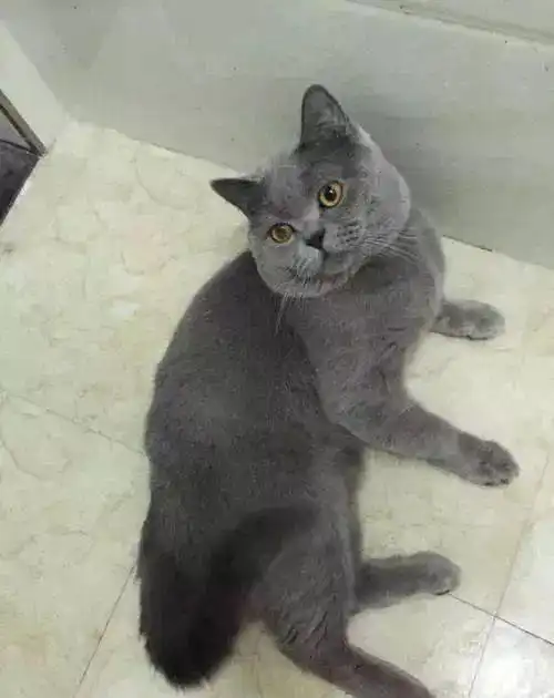 怕奶奶无聊,女孩买了只蓝猫给奶奶作伴,过年直呼阿弥陀佛
