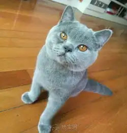 蓝猫弟弟诚觅女朋友
