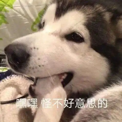 青海的动物频频上热搜让全国人民笑掉大牙
