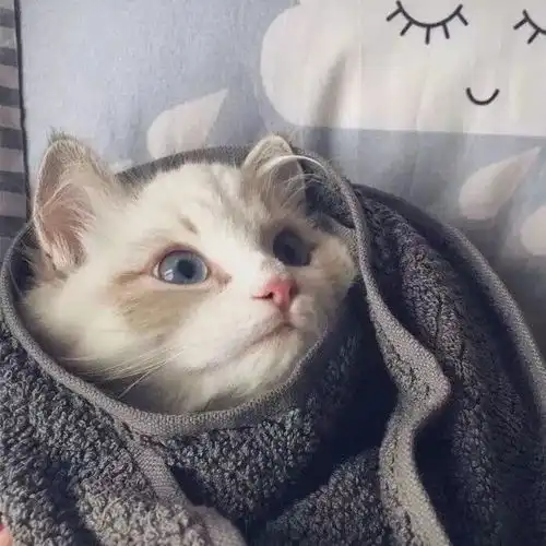 师说心语单身是狗还是贵族
